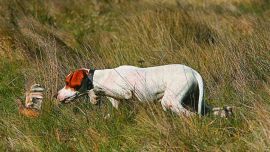 APERTURA perdiz Labarden-0