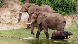 Chimpanc_s_y_elefant_55203968(6)