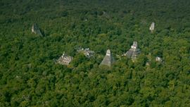 Peten Guatemala - Antes árboles de Titakl (Crédito Wild Blue Media) Tesoros Perdidos de los Mayas (2)