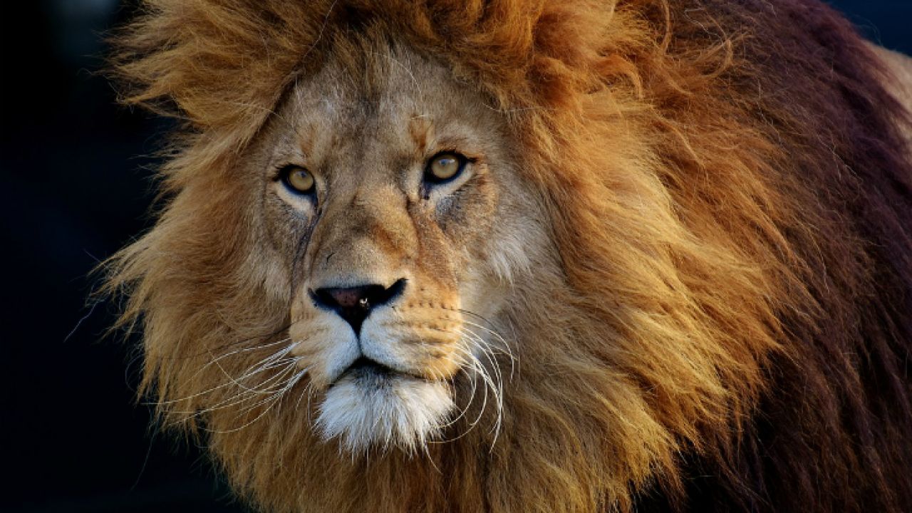 Una manada de leones se comió a un cazador furtivo en Sudáfrica | Perfil