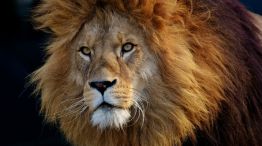 leones parque sudafrica 20180213