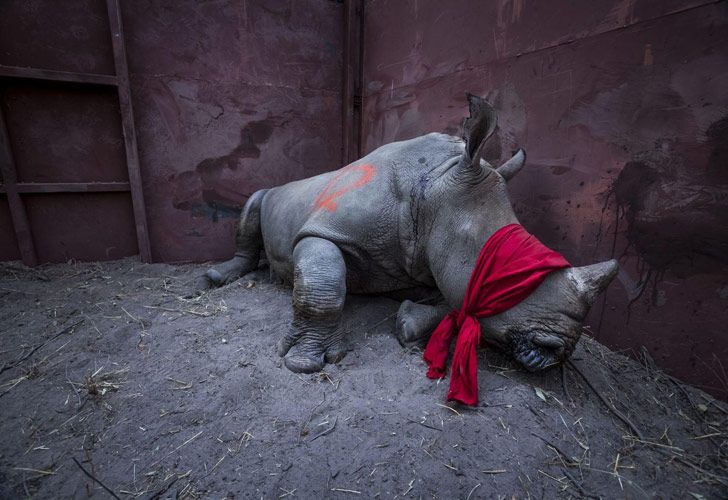 Waiting For Freedom – Esperando por la libertad: Un joven rinoceronte blanco, drogados y con los ojos vendados, a punto de ser liberado en el delta del Okavango, Botswana, después de su traslado desde Sudáfrica para protegerse de los cazadores furtivos. 