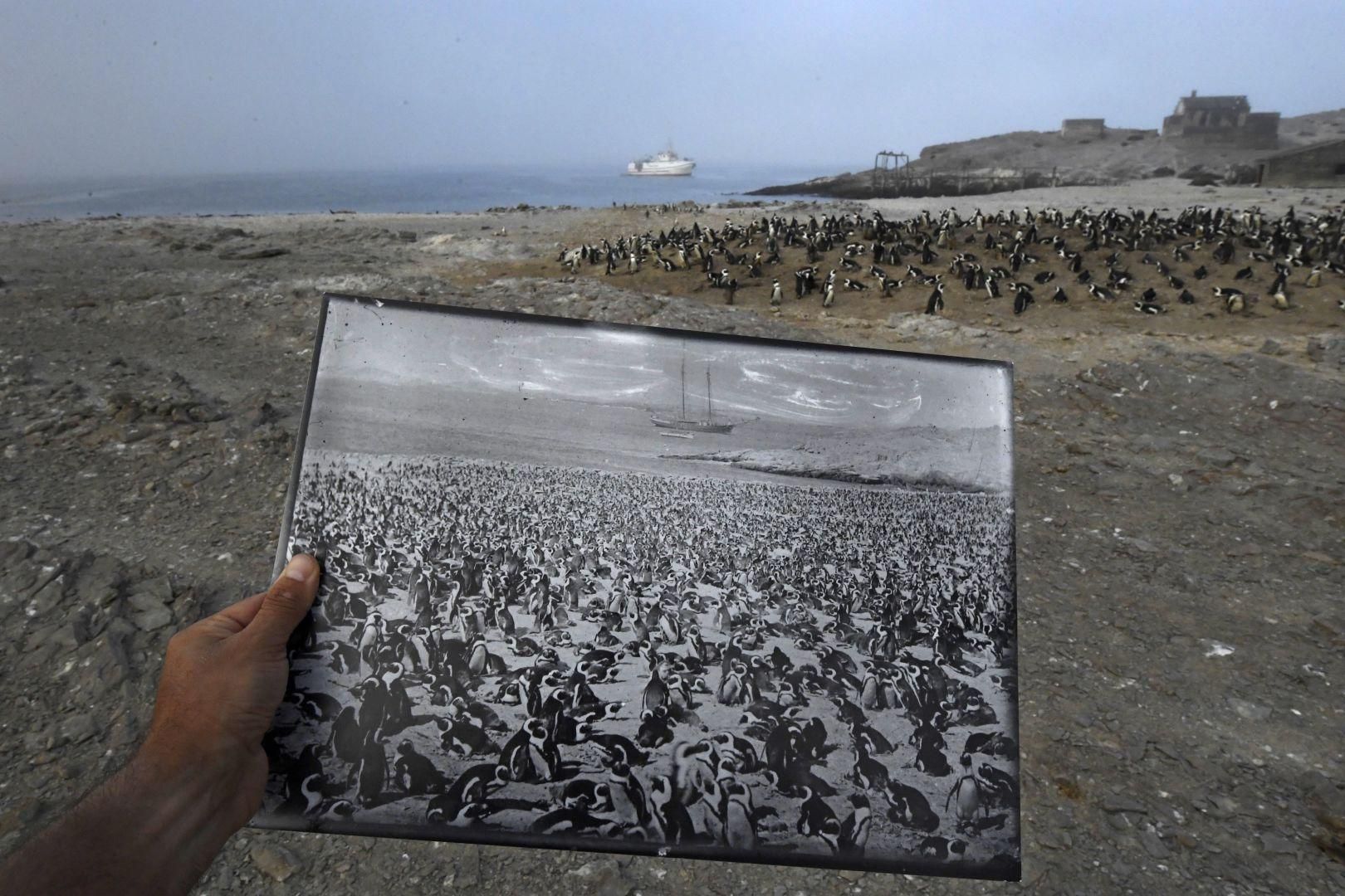 Back in Time – Atrás en el tiempo: Una fotografía histórica de una colonia de pingüinos africanos, tomada a fines de la década de 1890, es un marcado contraste con la disminución de los números vistos en 2017 en el mismo lugar, en la isla de Halifax, Namibia. La colonia una vez contó con más de 100,000 pingüinos. 