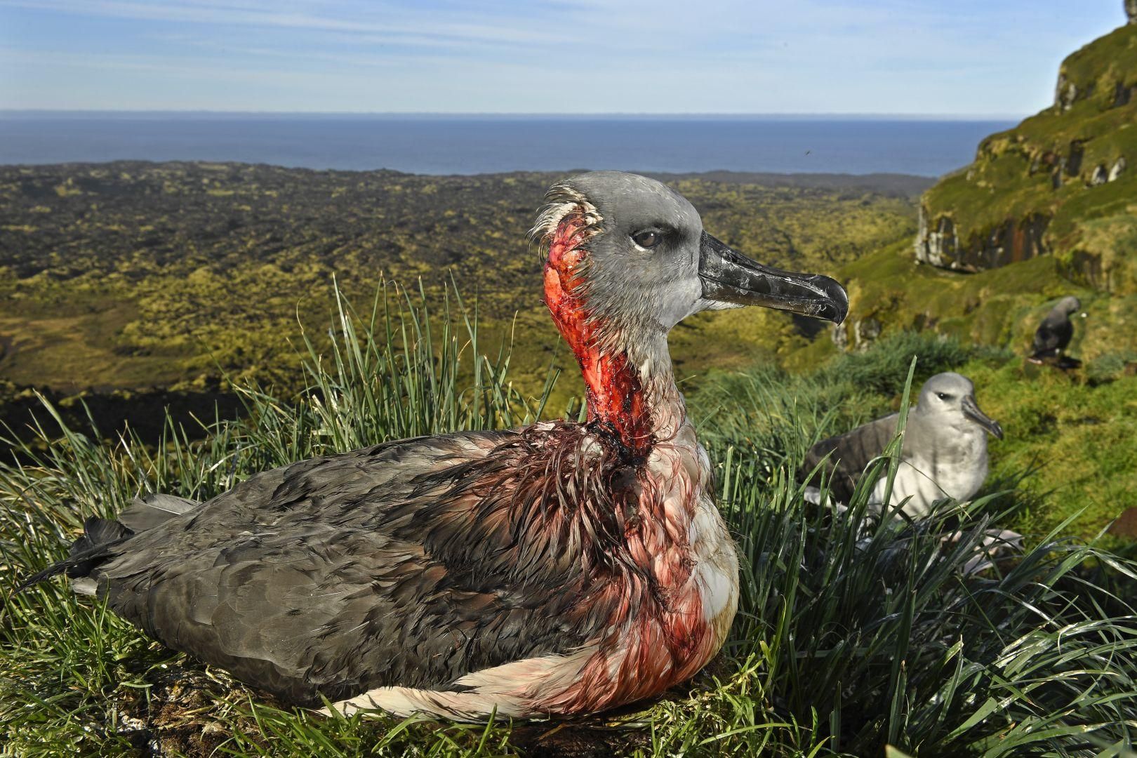 Attack of the Zombie Mouse – Ataque del ratón zombie. Un albatros juvenil de cabeza gris en la Isla Marion, Territorio Antártico Sudafricano, resulta lesionado después de un ataque de ratones de una especie invasora que ha comenzado a alimentarse de polluelos y juveniles de albatros vivos.