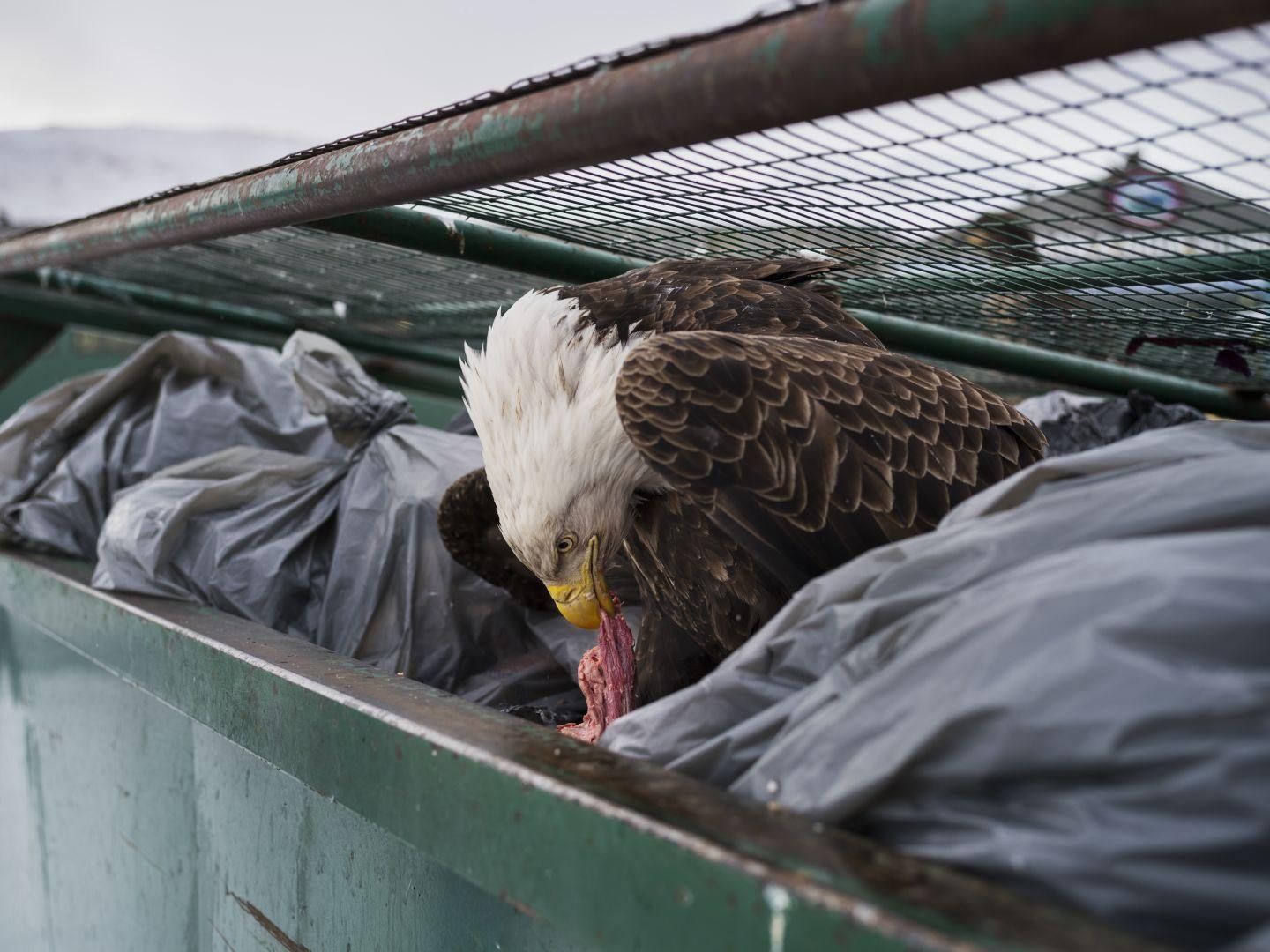 Dumpster Diver – Clavadista del contenedor de basura. Un águila calva disfruta de los restos de carne en los contenedores de basura de un supermercado en Dutch Harbor, Alaska, Estados Unidos. 