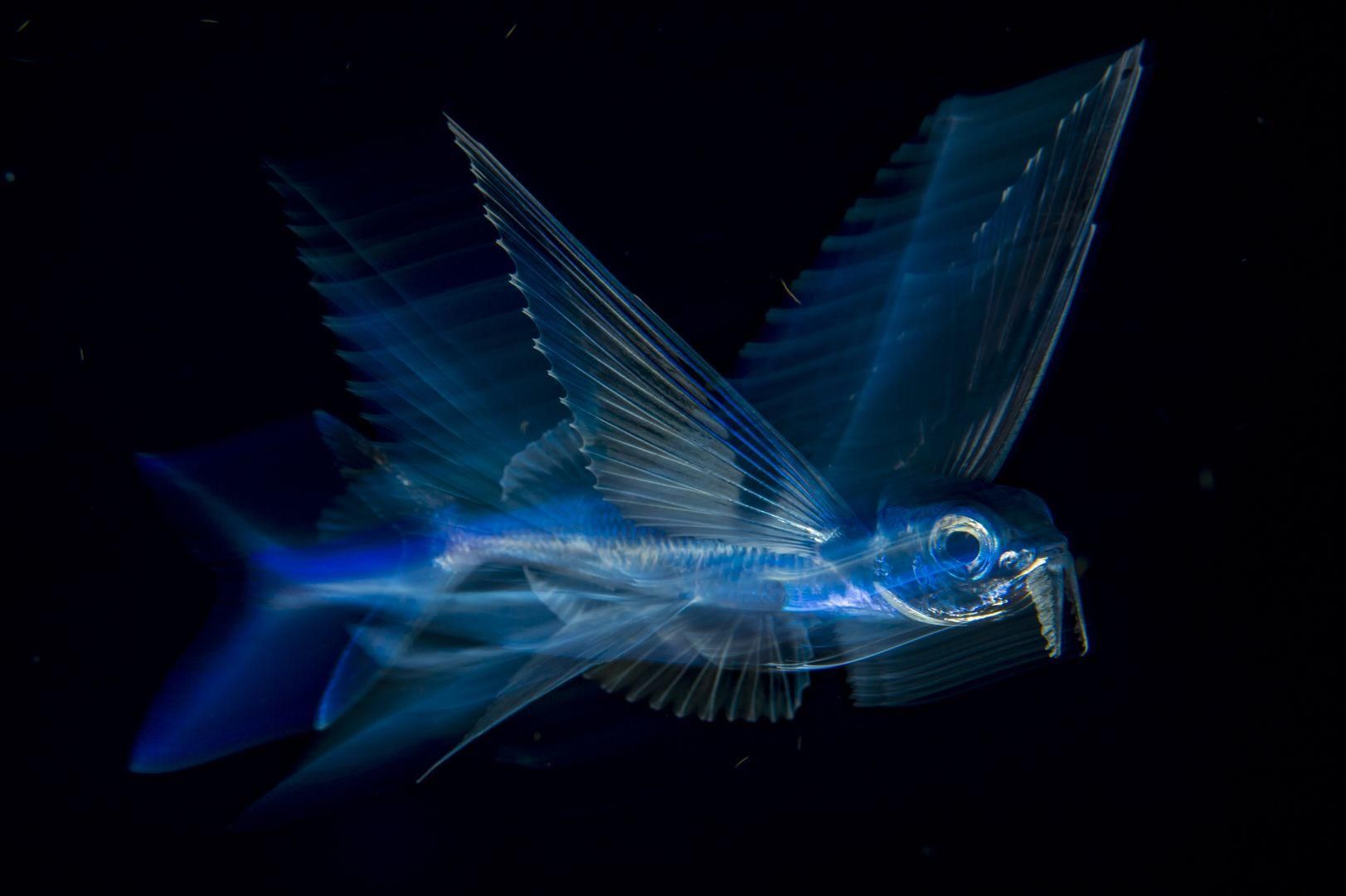 Flying Fish in Motion – Pescado volador en movimiento: un pez volador nada bajo la superficie en la Corriente del Golfo a altas horas de la noche, en Palm Beach, Florida, Estados Unidos. 