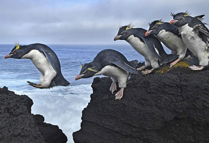 Galapagos: Rocking the Cradle – Galápagos: meciendo la cunaCuatro grandes corrientes oceánicas convergen a lo largo del archipiélago de Galápagos, creando las condiciones para una extraordinaria diversidad de vida animal.