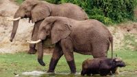 Chimpancés y elefantes en el Parque nacional de la Reina Isabel