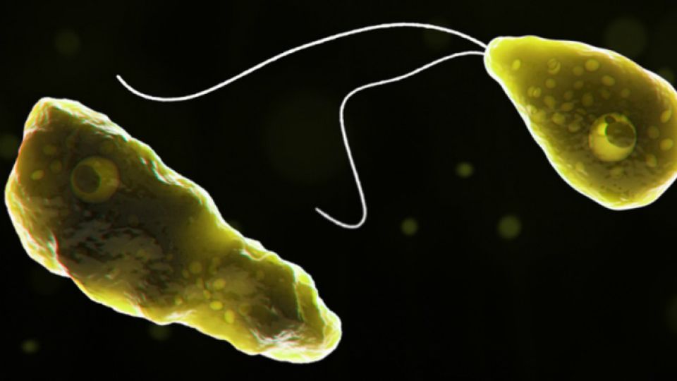 Naegleria Fowleri.