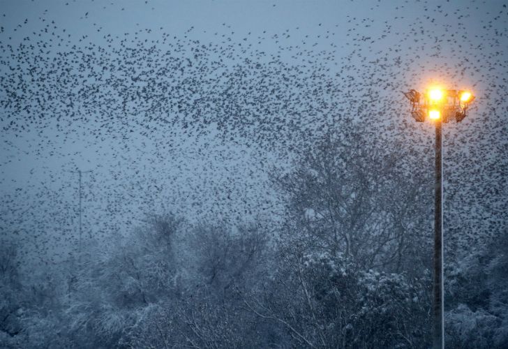 Roma bajo la nieve.