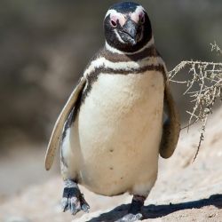 Pinguino de Magallanes - Punta Tombo