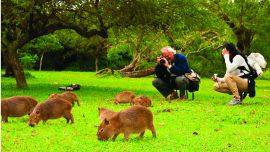 Diario El Libertador