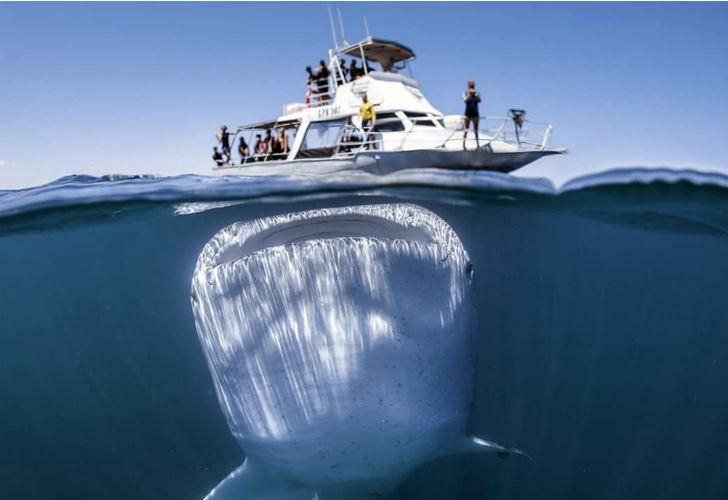 El Rhincodon typus, mejor conocido como tiburón ballena, el pez más grande del mundo.