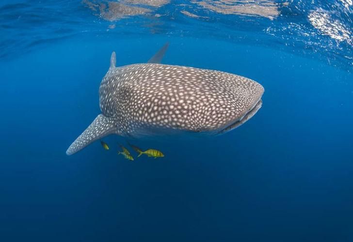 El Rhincodon typus, mejor conocido como tiburón ballena, el pez más grande del mundo.