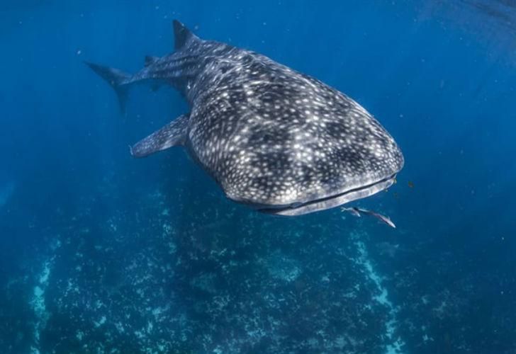 El Rhincodon typus, mejor conocido como tiburón ballena, el pez más grande del mundo.