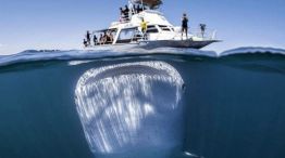 tiburon ballena barco Australia_20180308