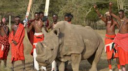 Rinoceronte Sudán - Extinción en Kenia