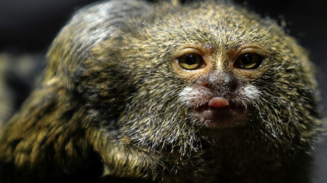 A titi pigmeo monkey (Cebuella Pygmaea) is pictured at a zoo in Medellin, Colombia, which is hosting a major international biodiversity conference.