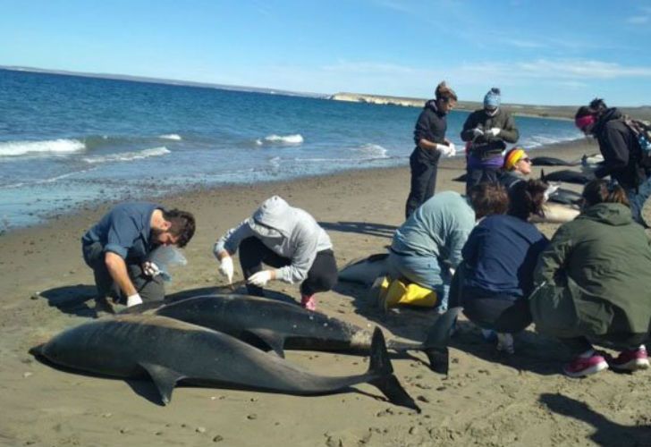 De los 61 ejemplares de delfines, fallecieron 49.
