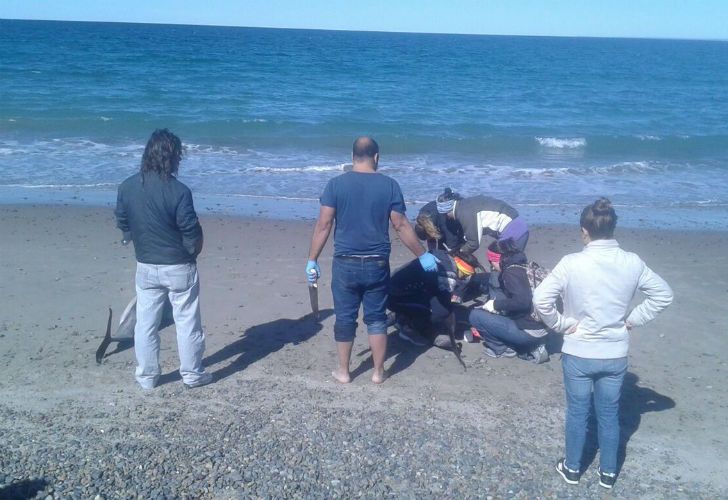 Los ejemplares fallecidos pertenecen a la especie de Delfín Común (Delphinus delphis).