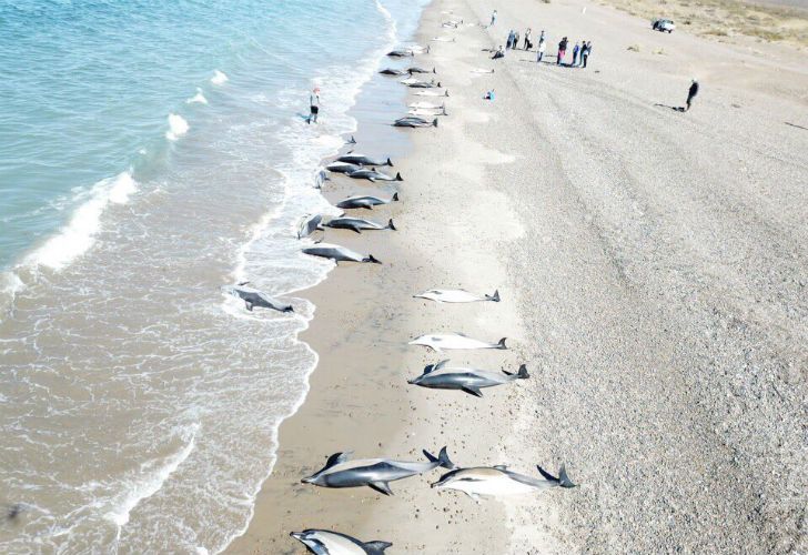 Se registró un varamiento masivo de delfines comunes en El Doradillo.