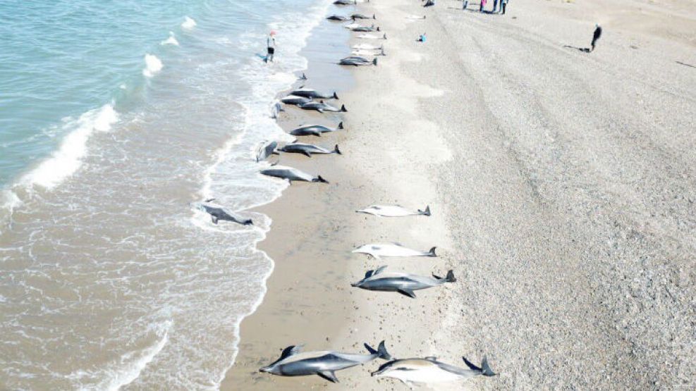 Se registró un varamiento masivo de delfines comunes en El Doradillo.
