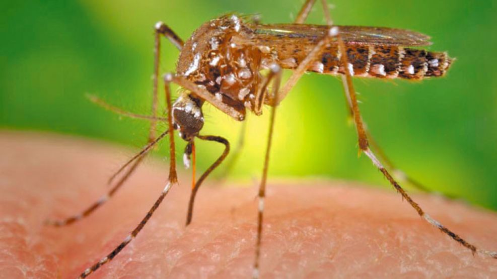 el mosquito del dengue