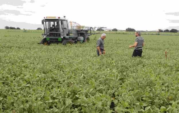 En un contexto de déficit hídrico los cultivos se presentan como plantas de baja altura, con vainas muy próximas al suelo y bajos niveles de humedad, que incrementan el riesgo de abertura de vainas y desgrane. 