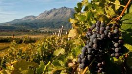 Se viene la 3° Vendimia en Chubut