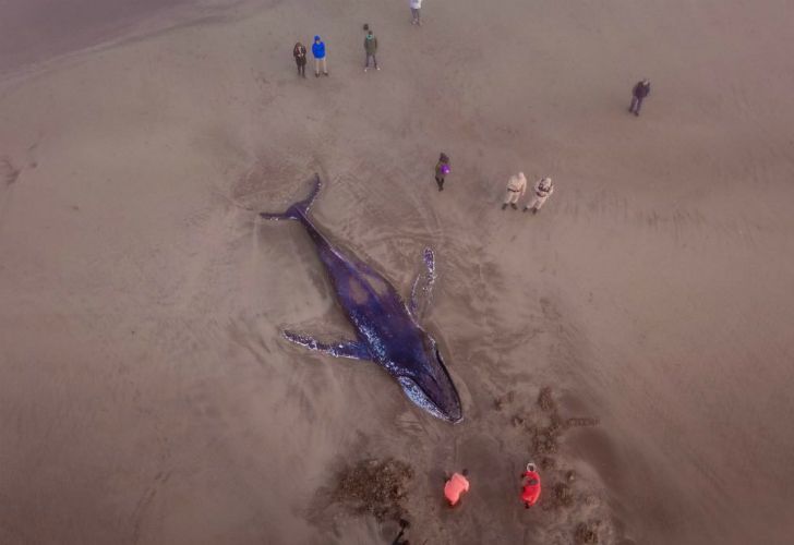 Trabajan para devolver al mar a una ballena en Mar del Plata.