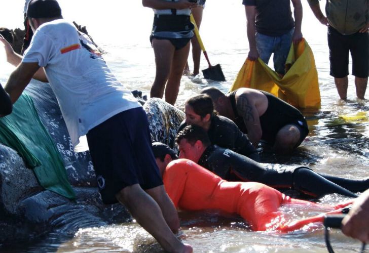 Trabajan para devolver al mar a una ballena en Mar del Plata.