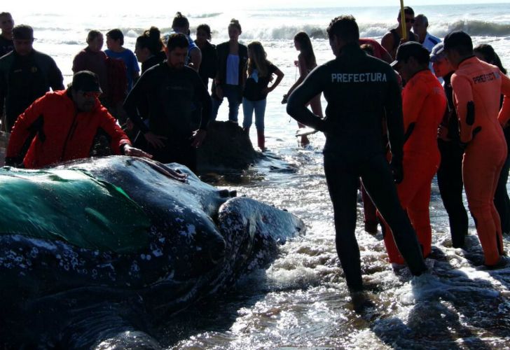 Trabajan para devolver al mar a una ballena en Mar del Plata.