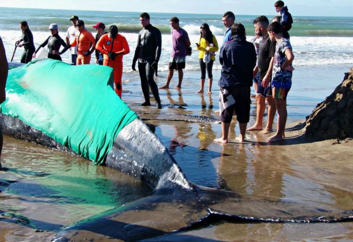 Trabajan para devolver al mar a una ballena en Mar del Plata.