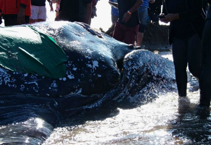 Trabajan para devolver al mar a una ballena en Mar del Plata.