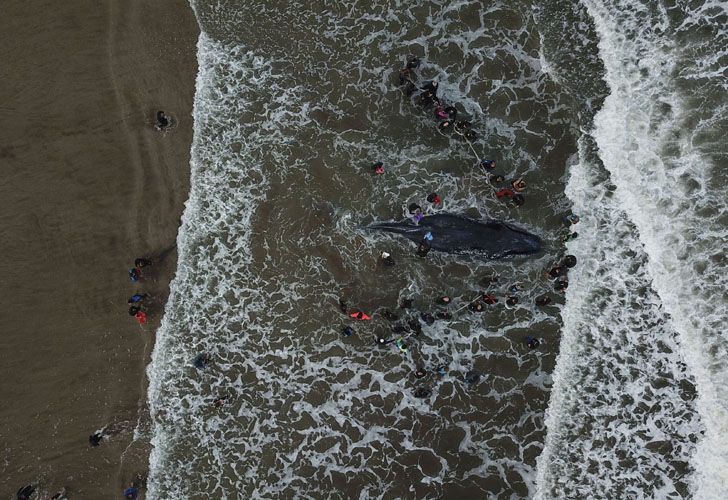 Socorristas y vecinos de la ciudad colaboraron con las tareas de rescate de la ballena jorobada que encalló en Punta Mogotes 