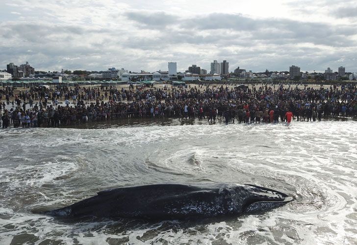 Socorristas y vecinos de la ciudad colaboraron con las tareas de rescate de la ballena jorobada que encalló en Punta Mogotes 