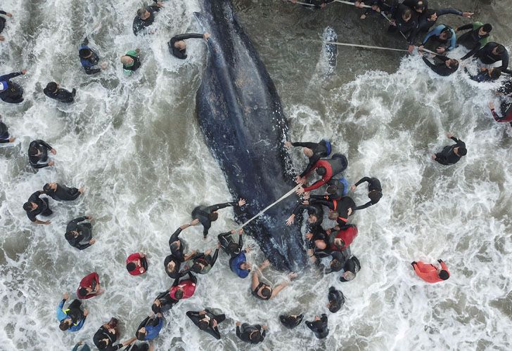 Socorristas y vecinos de la ciudad colaboraron con las tareas de rescate de la ballena jorobada que encalló en Punta Mogotes 