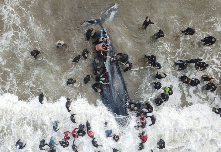 Socorristas y vecinos de la ciudad colaboraron con las tareas de rescate de la ballena jorobada que encalló en Punta Mogotes 