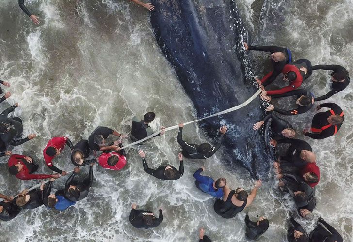 Socorristas y vecinos de la ciudad colaboraron con las tareas de rescate de la ballena jorobada que encalló en Punta Mogotes 