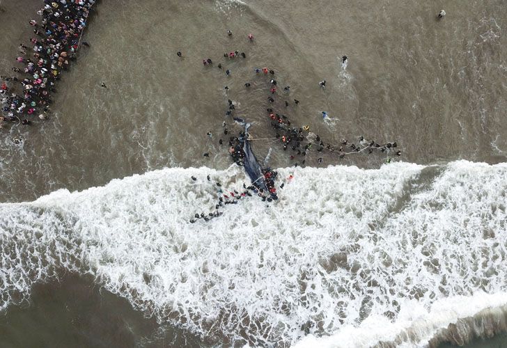 Socorristas y vecinos de la ciudad colaboraron con las tareas de rescate de la ballena jorobada que encalló en Punta Mogotes 