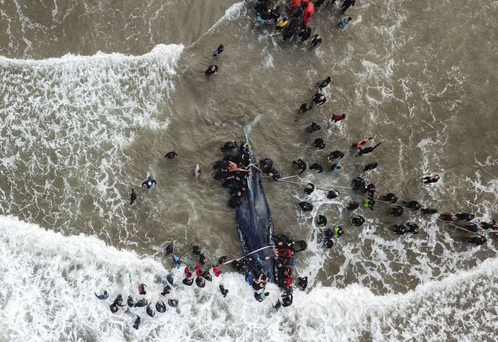 Socorristas y vecinos de la ciudad colaboraron con las tareas de rescate de la ballena jorobada que encalló en Punta Mogotes 