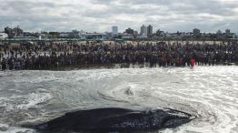 Socorristas y vecinos de la ciudad colaboraron con las tareas de rescate de la ballena jorobada que encalló en Punta Mogotes 