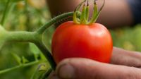 El nuevo virus del tomate se trata de un patógeno que infecta a las plantas de tomate y podría generar pérdidas económicas en cultivos hortícolas.