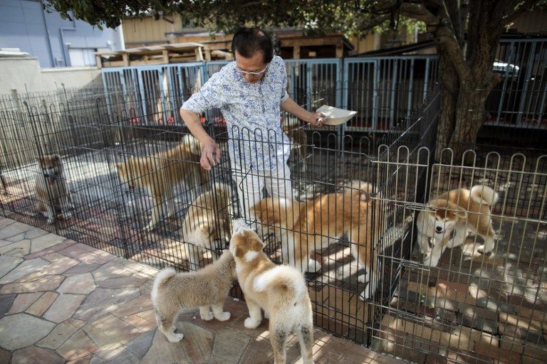 Akitas, con su criador en Japón.