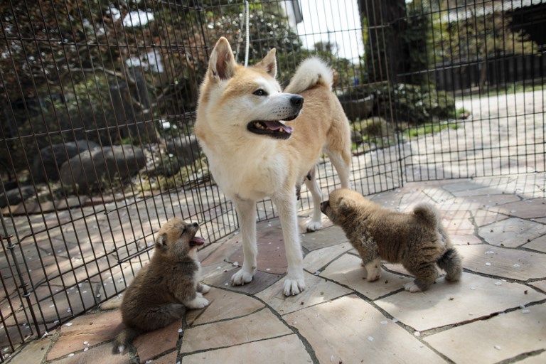 Akitas, un tesoro japonés.