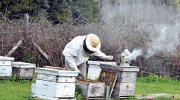 Revisar las colmenas en los tiempos y forma correcta, cuadros con gran cantidad de abejas (sanas) y panales con mucha miel, son algunas de las premisas para enfrentar el invierno, con éxito.