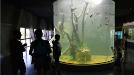 Acuario del r+¡o (2)