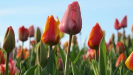 Jardines_singulares_57090788(2)