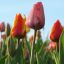 Jardines_singulares_57090788(2)