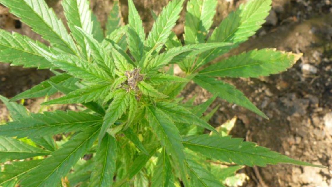 State marijuana is produced in greenhouses about 50 km. from Montevideo.